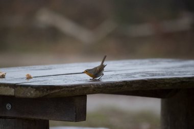Robin Hollanda, Dwingelderveld 'de piknik masasında.