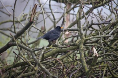 Kara Kuş, Hollanda, Dwingelderveld 'de dalların arasında oturur.