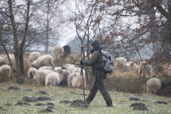 Dwingelderveld Hollanda Aralık 2020 Dwingelderveld Hollanda Koyun Çobanı — Stok fotoğraf