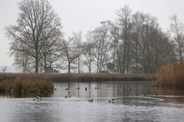 Бассейн Торфяной Водой Двингельдервелде Рядом Туманом Нидерланды — стоковое фото