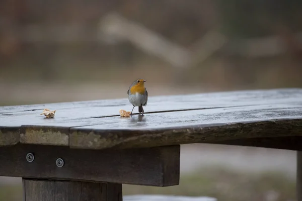 Robin Auf Einem Picknicktisch Niederländischen Dwingelderveld — Stockfoto