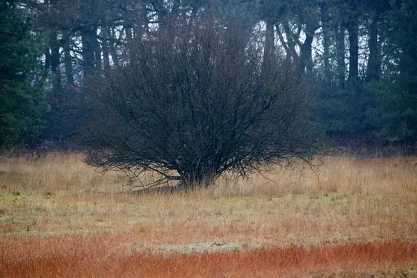 Dwingelderveld Deki Yalnız Ağaç Hollanda — Stok fotoğraf