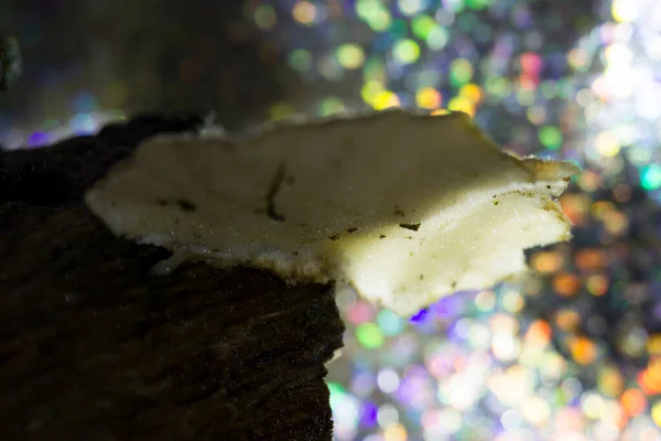 Fungo Nella Foresta Con Colori Arcobaleno Dwingelderveld Paesi Bassi — Foto Stock