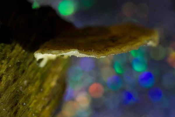 Champignon Dans Forêt Avec Des Couleurs Arc Ciel Dwingelderveld Pays — Photo