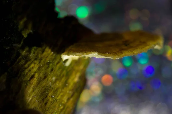 Fungo Nella Foresta Con Colori Arcobaleno Dwingelderveld Paesi Bassi — Foto Stock