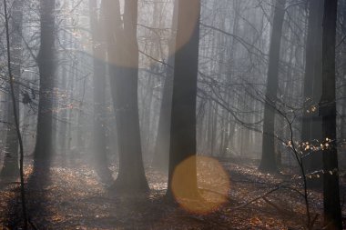 Hollanda, Dwingelderveld 'de su damlacıkları olan arka planda kayın ormanları
