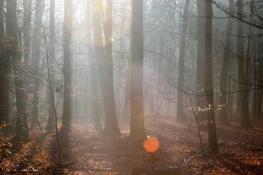 Hollanda, Dwingelderveld 'de su damlacıkları olan arka planda kayın ormanları