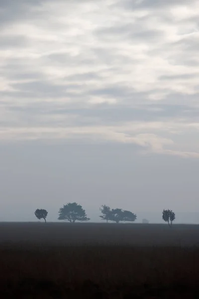 Krajobraz Trawą Chmurami Sosnami Dwingelderveld Holandia — Zdjęcie stockowe