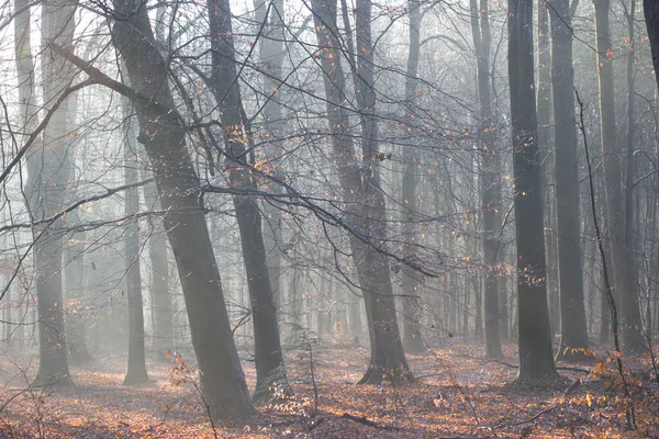 オランダのドインゲルフェルトに水滴があるバックライトのブナの森 — ストック写真