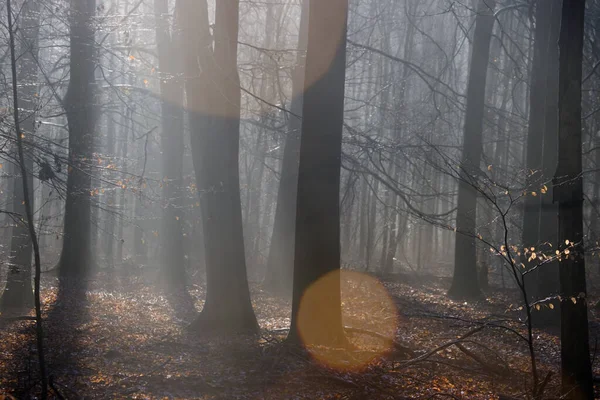 オランダのドインゲルフェルトに水滴があるバックライトのブナの森 — ストック写真