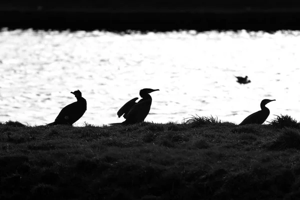 Gruppo Cormorani Sulla Diga Del Canale Hoogeveen Paesi Bassi — Foto Stock