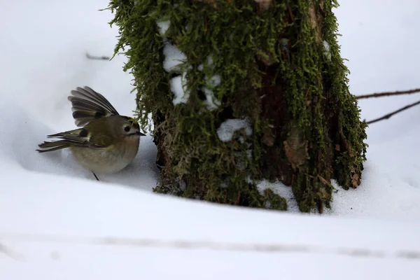 Goldcrest Snow Dwingelderveld Netherlands — стоковое фото