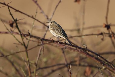 Hollanda, Pesse 'deki Boerenveensche plassen' de bir çalılıktaki çayır çukur.