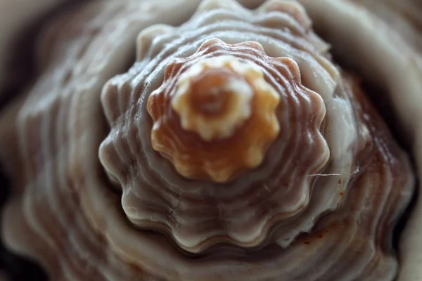 Extreme macro photo of detail of shell, the Netherland