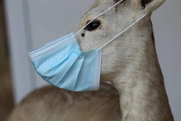 Ruinen April 2021 Hert Met Mondmasker Natuurmonumenten Ruinen Rechtenvrije Stockfoto's