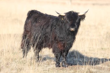 Boerenveensche Plassen, Hollanda 'daki Siyah İskoç İskoçyalı
