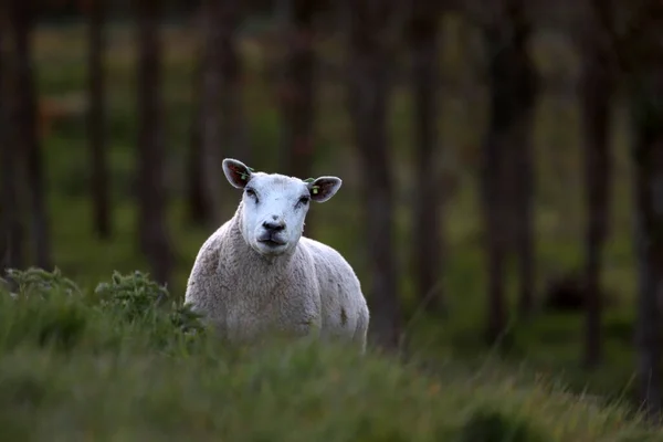 Wijster Hollanda Nisan 2021 Wijster Hollanda Daki Vam Dağında Koyun — Stok fotoğraf