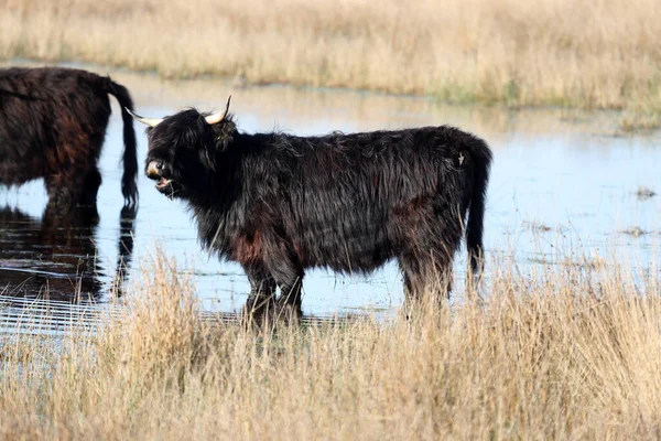 Black Scottish Highlanders Rinfrescano Una Piscina Torba Nel Boerenveensche Plassen — Foto Stock