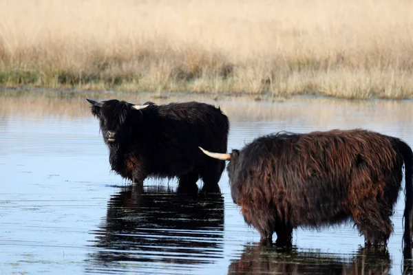 Highlanders Escoceses Pretos Procura Frescura Uma Piscina Turfa Boerenveensche Plassen — Fotografia de Stock