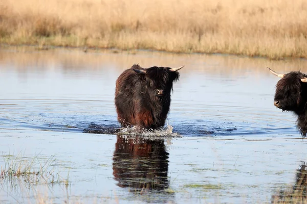 Black Scottish Highlander Looking Coolness Peat Pool Boerenveensche Plassen Netherland — Stock Photo, Image