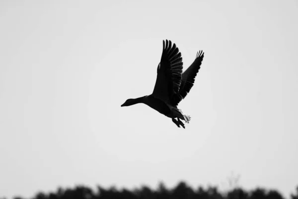 Flying Greylag Goose Dwingelderveld Países Bajos —  Fotos de Stock