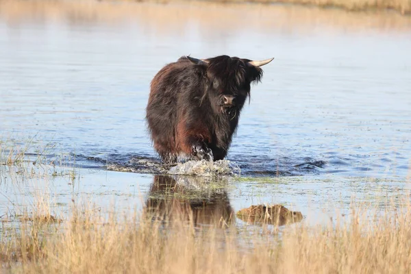 Black Scottish Highlander Letar Efter Svalka Torvpool Boerenveensche Plassen Nederländerna — Stockfoto