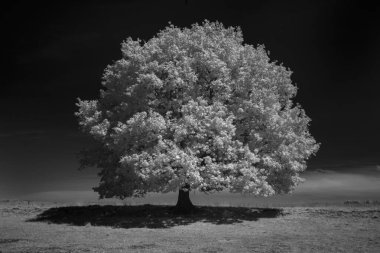 Hollanda, Dwingelderveld 'deki Kloosterveld' in kızılötesi fotoğrafı