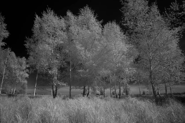 Infrared Photo Kloosterveld Dwingelderveld Netherlands — стокове фото