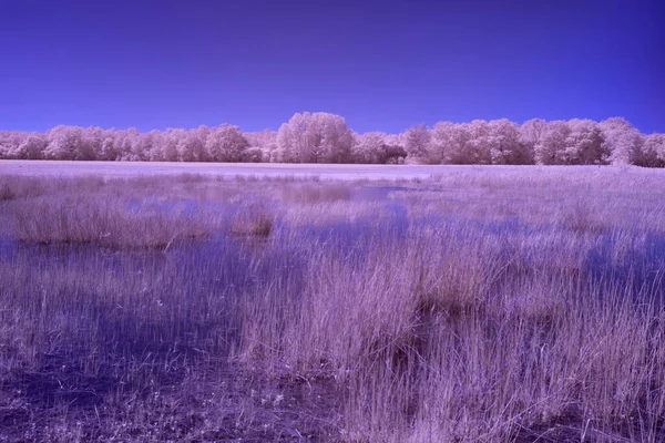 Zdjęcie Podczerwień Kloosterveld Dwingelderveld Holandia — Zdjęcie stockowe