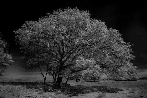 Fotografia Infravermelha Kloosterveld Dwingelderveld Países Baixos — Fotografia de Stock