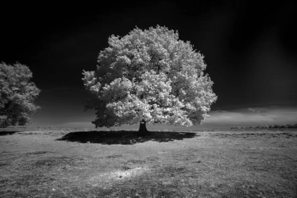 Hollanda, Dwingelderveld 'deki Kloosterveld' in kızılötesi fotoğrafı