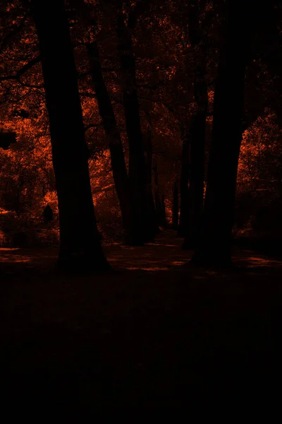 Hoogeveen Netherlands June 2021 Infrared Photo Old Graveyard Hoogeveen Netherlands — Stock fotografie