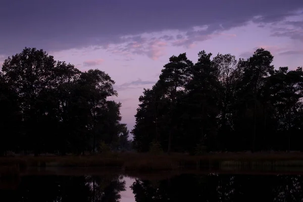 Heathland Landscape Reflection Oaks Pink Morning Glow Dwingelderveld Netherland — Stock Photo, Image