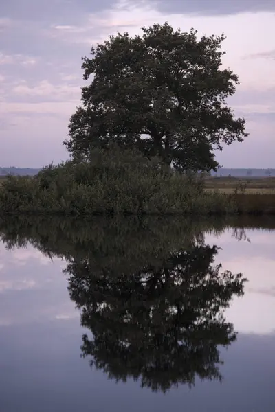 Krajobraz Wrzosowiska Odbiciem Dębu Różowym Świetle Poranka Dwingelderveld Holandia — Zdjęcie stockowe