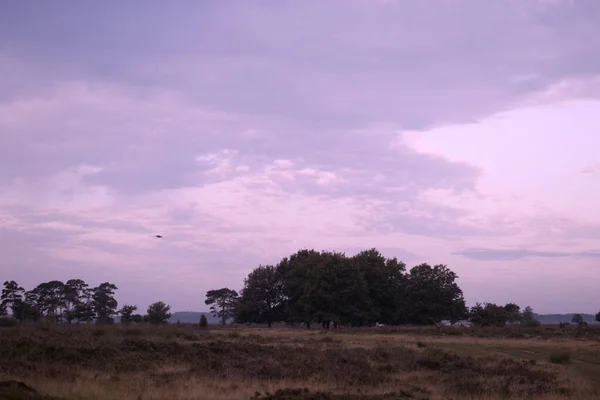 Paysage Bruyère Avec Des Chênes Dans Lueur Matin Rose Dwingelderveld — Photo