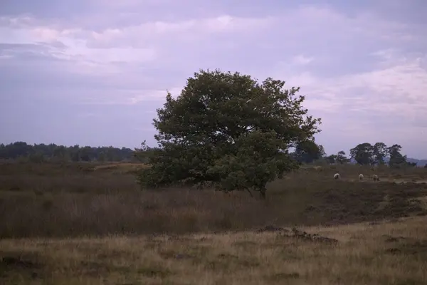 Krajobraz Wrzosowiska Dębem Różowym Ranku Blask Dwingelderveld Holandia — Zdjęcie stockowe