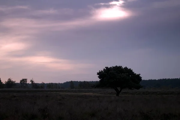 Heathland Landscape Pink Morning Glow Dwingelderveld Netherland — Stock Photo, Image