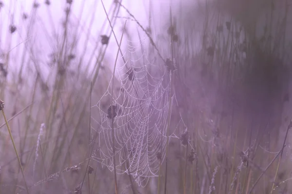 Toile Araignée Dans Brouillard Dwingelderveld Pays Bas — Photo