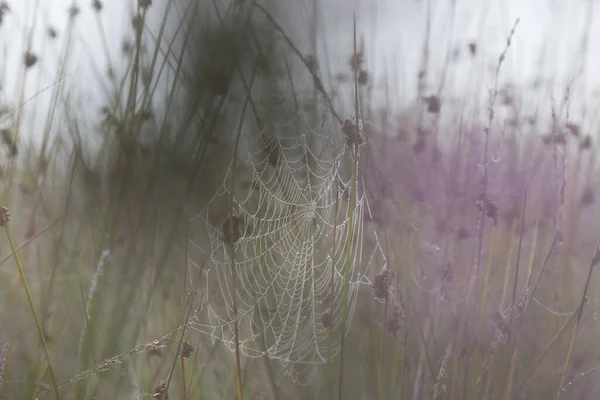 Toile Araignée Dans Brouillard Dwingelderveld Pays Bas — Photo