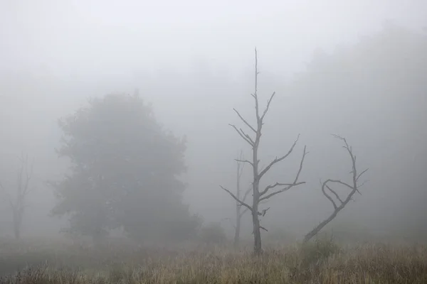 Árvores Mortas Nevoeiro Dwingelderveld Países Baixos — Fotografia de Stock