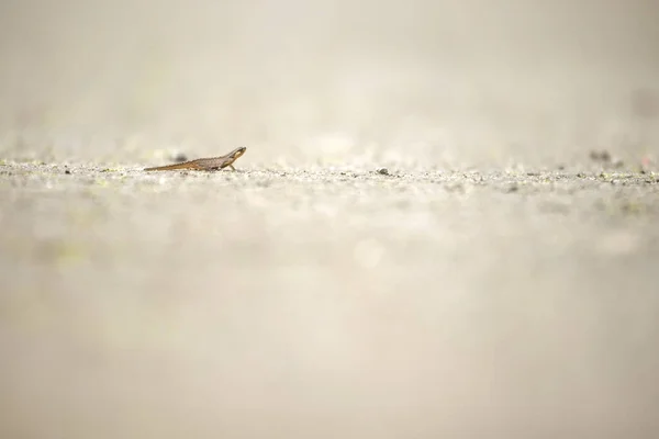 Salamander Auf Radweg Dwingelderveld Niederlande — Stockfoto