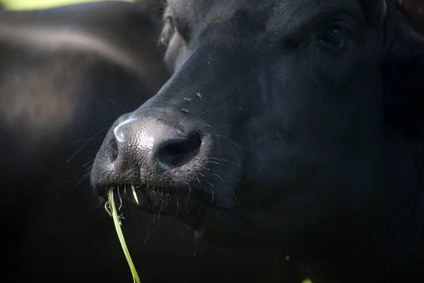 Retrato Búfalo Agua Eursinge Países Bajos —  Fotos de Stock
