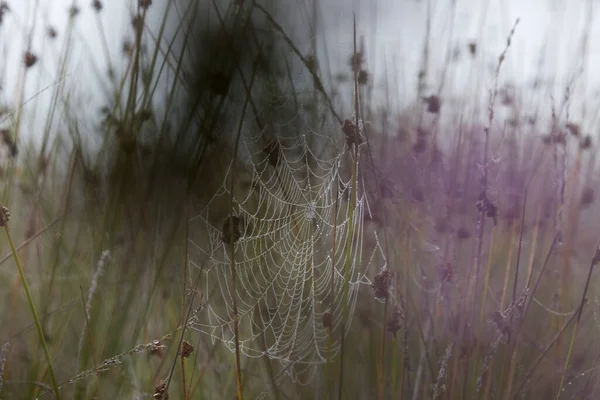 Tela Araña Con Brezo Púrpura Niebla Dwingelderveld Holanda —  Fotos de Stock