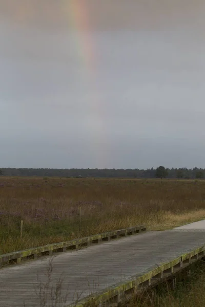 Däck Med Lila Ljung Och Regnbåge Dwingelderveld Nederländerna — Stockfoto