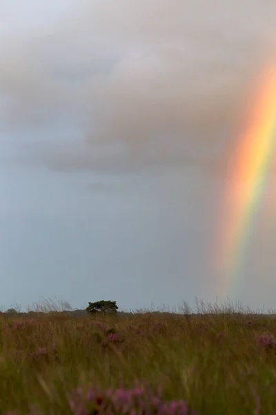 Rainbow Dwingelderveld Netherlands — стокове фото