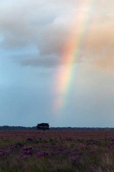 Regenbogen Dwingelderveld Niederlande — Stockfoto