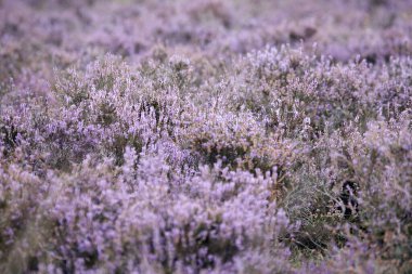 Hollanda, Dwingelderveld 'de mor fundalık