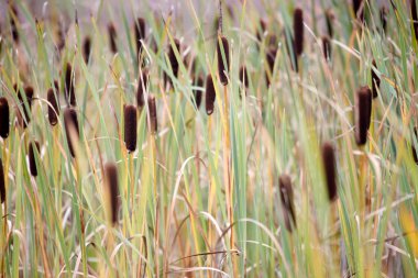 Hollanda, Dwingelderveld 'de Bulrush
