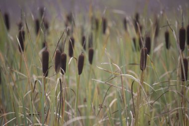 Hollanda, Dwingelderveld 'de Bulrush