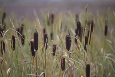 Hollanda, Dwingelderveld 'de Bulrush